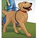 Weiss Walkie Dog Training Leash - Small/Black