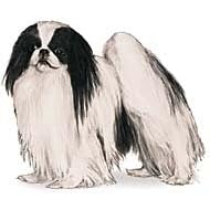 7.5cm x 5cm Acrylic Fridge Magnet-Japanese Chin