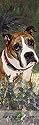 Boxer Bookmark