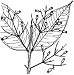 Pedra Hume Caa Leaf Powder 1 lb.