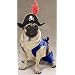 Zack & Zoey Pirate Pup Dog Halloween Costume with Hat & Feather Small