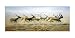 Lechwe on the Run - P. Mcgarry Art Print Poster 28 x 15