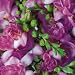 A Bouquet of 20 Classic Pink Fragrant Freesias fro