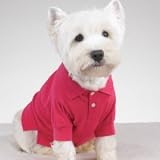 Casual Canine