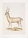 Antelope - George Wolfgang Knorr Art Print Poster - 14 x 19 Image