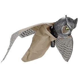 Prowler Owl Frightens Away Unwanted Rodents and Birds