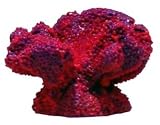 Cats Paw Coral Pacific,Aquarium Decorations, Aquarium Plants, Aquatic Pets