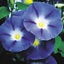 Heavenly Blue - Packet - Morning Glory Flowers