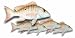 Mutton Snapper Fillet, 1 Pound