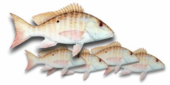 Mutton Snapper Fillet, 1 Pound by Fresh Choice Seafood