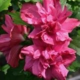 31RTRmFl5ML. SL160  5 Double Red Rose of Sharon 1 2 bareroot bush Reviews