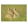 Rabbit, Youngsters Outside Burrow Entrance in Evening Sun, Scotland Photographic Poster Print by Mark Hamblin, 32x24