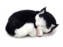 Perfect Petzzz Black & White Domestic Shorthair Kitten