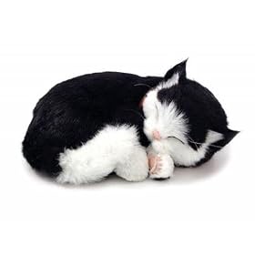 Perfect Petzzz Black and White Domestic Shorthair Kitten by Perfect Petzzz