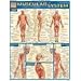 Muscular System Quick Study Reference Guide (Quick Study Academic)