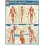 Muscular System Quick Study Reference Guide (Quick Study Academic)