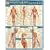 Muscular System Quick Study Reference Guide (Quick Study Academic)