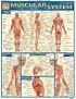 Muscular System Laminate Reference Chart (Quickstudy: Academic)