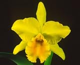 Bare Root (Dug-up) Cattleya Orchid Plants with Fragrant Yellow Flowers