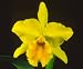Bare Root (Dug-up) Cattleya Orchid Plants with Fragrant Yellow Flowers