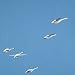 Scandinavian Swan Mobile