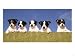 5 Jack Russell Puppies That were Abandoned on Christmas Eve, January 2001 Animals Photographic Poster Print by Mirrorpix, 40x30