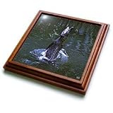 Kike Calvo Animals - Saltwater crocodile jumping Queensland, Australia - Trivets