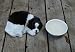 Realistic Breathing Stuffed animal Border Collie