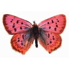 Pastel Pink Butterfly Die-Cut Photographic Magnet