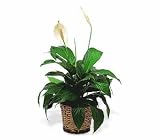 Teleflora's Small Spathiphyllum Plant