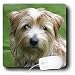 Dogs Norfolk Terrier - Norfolk Terrier - Mouse Pads