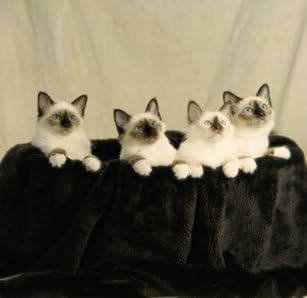 DNA My Cat Feline Heritage/Breed Test