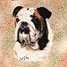 Bulldog Woven Lap Square (Throw Blanket)