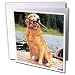 golden retriever - Dogs Golden Retriever - Golden Retriever - Greeting Cards-12 Greeting Cards with envelopes