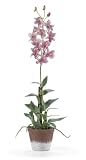 Dendrobium Silk Flower Arrangement - Rose - B0012C10F4