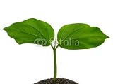 Wallmonkeys Peel and Stick Wall Decals - Adansonia Digitata (baobab) - Removable Graphic