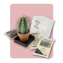 The Saguaro Cacti Incubator Kit