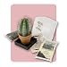 The Saguaro Cacti Incubator Kit