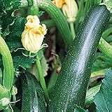 Organic Black Beauty Summer Squash Zucchini 25 Seeds