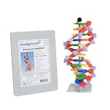 DNA Model - Advanced 12 Layer Molecular Building Kit