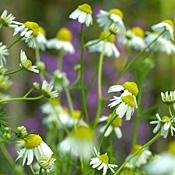 Organic German Chamomile Herb 160 Seeds - Matricaria recutita - Perennial/Flower