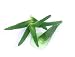 Aloe Vera - 24