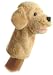 golden retriever - 12