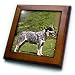 Dogs Australian Cattle - Australian Cattle Dog - Framed Tiles