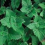 Organic Lemon Catnip 100 Seeds - Nepeta cataria v. citrata-Herb