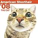 THE CAT����ꥫ�󡦥��硼�ȥإ� 2008ǯ�������� 