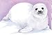 Harp Seal Notepad (Writeons)
