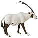 Arabian Oryx