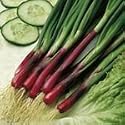 SUTTONS SEEDS: Onion Seed (Salad) North Holland Blood Red (300 seeds)