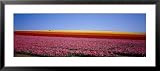 Field of Flowers, Near Encinitas, California, USA Photography Framed Art Poster Print by Panoramic Images, 43x19